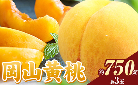 岡山の黄桃 約750g[8月下旬-9月下旬頃出荷]|桃桃桃桃桃桃桃