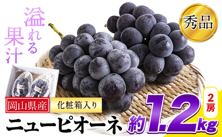 秀品 ニューピオーネ 約1.2kg[9月中旬-11月上旬頃出荷(土日祝除く)]|ピオーネピオーネピオーネ