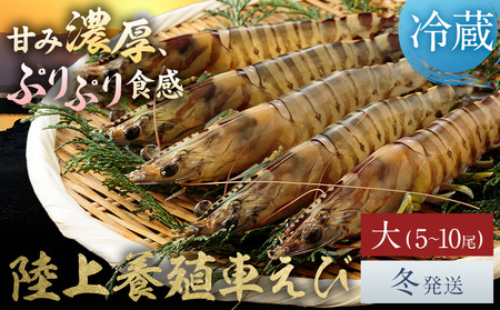 陸上養殖 車エビ 東山陸上養殖研究所 大サイズ(木箱入り) 約200g (5~10尾)[冬発送(12月上旬〜1月中旬頃出荷)]岡山県 笠岡市 送料無料 えび 海老 車えび 車海老 海産物 魚 刺身 天ぷら エビフライ[配送不可地域あり](離島)