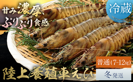 陸上養殖 車エビ 東山陸上養殖研究所 普通サイズ 約200g (7~12尾)[冬発送(12月上旬〜1月中旬頃出荷)]岡山県 笠岡市 送料無料 えび 海老 車えび 車海老 海産物 魚 刺身 天ぷら エビフライ[配送不可地域あり](離島)