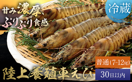 陸上養殖 車エビ 東山陸上養殖研究所 普通サイズ 約200g (7~12尾)[30日以内に出荷予定(土日祝除く)]岡山県 笠岡市 送料無料 えび 海老 車えび 車海老 海産物 魚 刺身 天ぷら エビフライ[配送不可地域あり](離島)