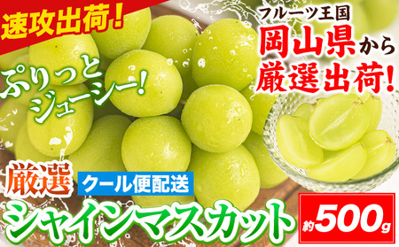 ͂!!yXs[hUoׁI 3~7cƓz VC}XJbg R 500g s3~7cƓȓɔt I { Ԃǂ uhE  }XJbg ʕ t[c Mtg R }s 