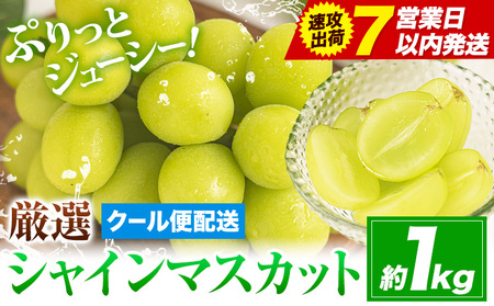 yӂȂьzyUoׁI 7cƓȓz 2025NY VC}XJbg 1kg s3~7cƓȓɔt Ԃǂ uhE  }XJbg ʕ t[c R }s@FN-Limited