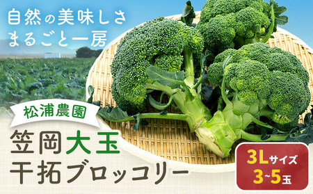 大玉 干拓 ブロッコリー 3Lサイズ 3~5玉 松浦農園 [配送不可地域あり](離島)[12月上旬-5月中旬頃出荷] 岡山県 笠岡市 野菜 青果物