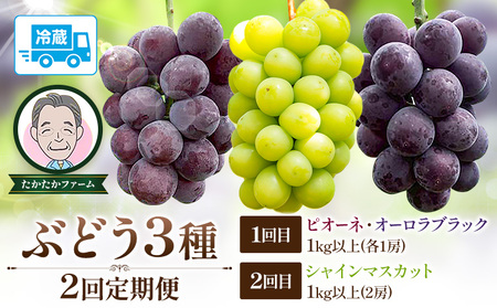 ぶどう ピオーネ オーロラブラック シャインマスカット ぶどう3種 定期便 2回 お届け 定期便 計4房 計2kg 以上 [8月下旬-9月下旬頃出荷] たかたかファーム ブドウ 葡萄 シャイン 果物 フルーツ ギフト 岡山県 笠岡市
