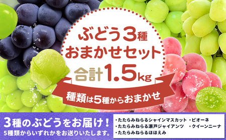 ぶどう3種類おまかせセット たたらみねらるシャインマスカット たたらみねらる瀬戸ジャイアンツ たたらみねらるほほえみ ピオーネ クイーンニーナ Y&Gディストリビューター株式会社[9月上旬-10月下旬頃出荷] 岡山県 笠岡市