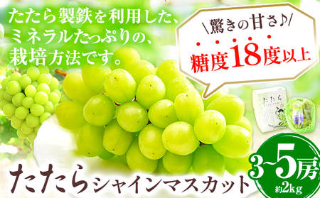 [2025年先行予約]マスカット シャインマスカット 約2kg(3〜5房)[2025年8月下旬-10月下旬頃出荷]たたらみねらる ギフト 糖度18度以上 フルーツ 種無し ぶどう 葡 Y&G.ディストリビューター 岡山県 笠岡市 シャインマスカット 