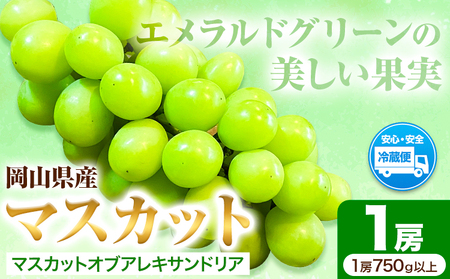 H-27a 岡山県産マスカット(マスカット オブ アレキサンドリア 1房750g以上)令和7年産先行受付[7月上旬‐8月中旬頃出荷][配送不可地域あり]