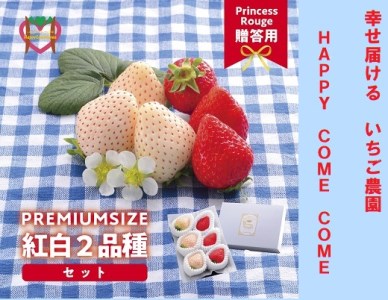 【先行受付】しあわせ届けるいちご農園HappyComeComeの紅白いちご2品種食べ比べセット 400g以上〈2024年12月中旬から発送開始予定〉A-125a