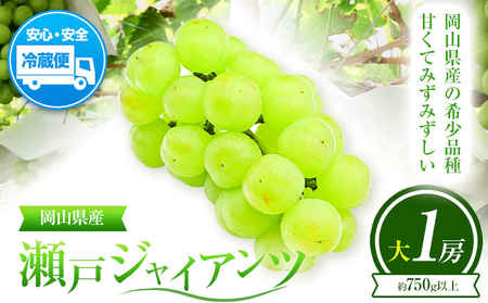 ぶどう 葡萄 岡山県産 瀬戸ジャイアンツ 大1房 (約750g以上) 佐々木農園《8月中旬-9月末頃出荷》岡山県 笠岡市 送料無料 マスカット フルーツ 果物 ブドウ 瀬戸 ジャイアンツ 希少品種 お取り寄せフルーツ【配送不可地域あり】