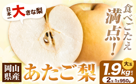 H-36a 岡山県産 あたご梨 大玉2個入り(1玉950g以上) 令和7年度産先行受付[11月下旬‐12月中旬頃出荷]