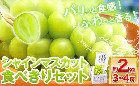 [先行予約]シャインマスカット 岡山 約2kg 食べ切りセット [2026年9月上旬頃より出荷] 数量限定 シャイン マスカット 岡山県産 果物 フルーツ 旬 葡萄