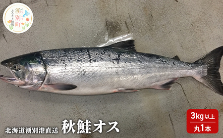 ≪先行予約9月から配送≫北海道湧別港直送　秋鮭オス3kg以上（丸1本）納期指定不可
