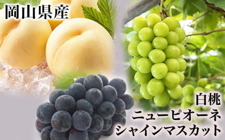 l 2(1220gȏ)Ej[sI[l1[(480gȏ)EVC}XJbguvP[(480gȏ) ϔy2026N7{`8{\z