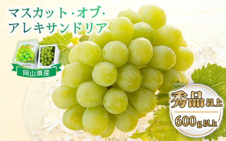 マスカットオブアレキサンドリア 1房(600g以上・秀品以上) 化粧箱入り