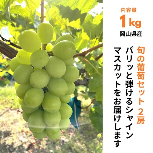 ぶどうセット 2房(シャインマスカット1房+おすすめ品種1房)1kg 旬 岡山県産