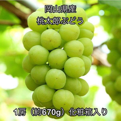 桃太郎ぶどう1房(約670g) 化粧箱入り 岡山県産