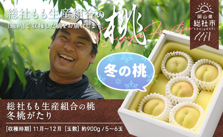 白桃「冬桃がたり」岡山県総社もも生産組合[2024年産先行予約]24-030-028