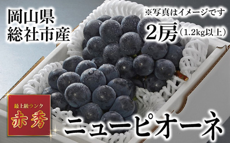 ニューピオーネ（赤秀・2房）岡山県総社市産【2024年産先行予約】24-026-001 岡山県総社市 ふるさと納税サイト「ふるなび」