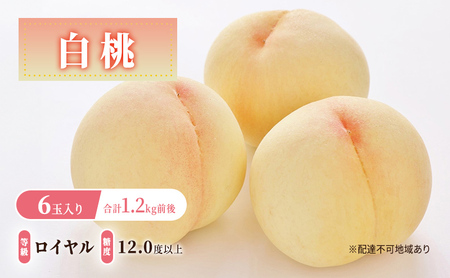  y2026N s\z  : C x12.0xȏ 6ʓ v1.2kgO  RY Y t[c ʕ Mtg