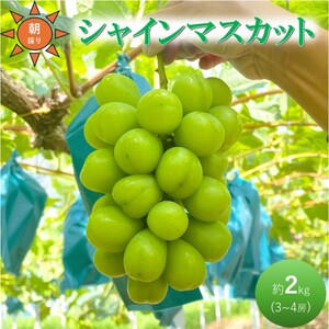 早期受付 ぶどう シャインマスカット 3〜4房 約2kg 岡山県高梁市産 うめづぶどう園 化粧箱入り 葡萄 ブドウ 大粒 贈答用