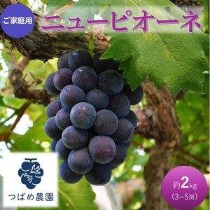 早期受付 ぶどう ご家庭用 ニューピオーネ 約2kg(3〜5房) 岡山県 高梁市産