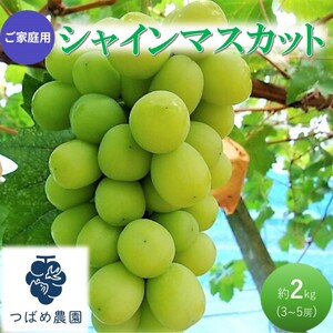 早期受付 ぶどう ご家庭用 シャインマスカット 約2kg(3〜5房) 岡山県 高梁市産