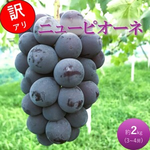 早期受付 ぶどう ニューピオーネ 3〜4房 約2kg 岡山県高梁市産 うめづぶどう園 化粧箱入り 葡萄 ブドウ 訳あり