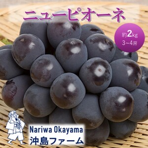 早期受付 ぶどう ピオーネ 約2kg(3〜4房)岡山県高梁市産 沖島ファーム 化粧箱入り 葡萄 ブドウ 贈答用
