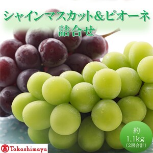 [高島屋選定品]シャインマスカット&ピオーネ詰合せ 約1.1kg(2房合計) 岡山県高梁市産 個装箱入り 葡萄 ブドウ 贈り物