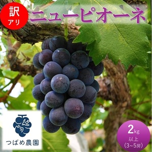 2026年 早期受付 ぶどう 訳あり ニューピオーネ 2kg以上(3〜5房) 数量限定 岡山県 高梁市産