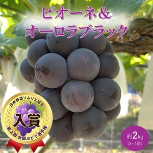 2026年 早期受付 ぶどう ピオーネ&オーロラブラック セット 3〜4房 約2kg 岡山県高梁市産 うめづぶどう園 化粧箱入り 葡萄 ブドウ