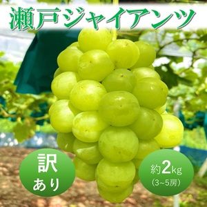 2026年 早期受付 ぶどう 瀬戸ジャイアンツ 3〜5房 約2kg 岡山県高梁市産 うめづぶどう園 化粧箱入り 葡萄 ブドウ 訳あり