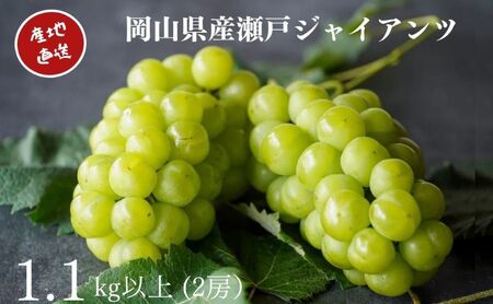 厳選 瀬戸ジャイアンツ 2房 合計1.1kg以上 産地直送 朝採れ ぶどう 葡萄 Kawahara green Farm 岡山県産 2026年 果物 フルーツ 岡山のブドウ デザート 食べ物 国産 日本産