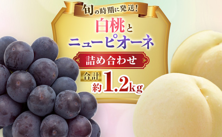 [2026年先行受付] 白桃 ニューピオーネ 約1.2kg セット 桃 2玉 ぶどう 1房 岡山県産 御中元 ギフト 御礼 プレゼント 御礼 御祝 御供 果物 くだもの フルーツ もも モモ 葡萄 ブドウ