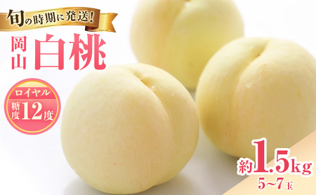 [2026年先行受付] 白桃 特秀 ロイヤル 中玉 約1.5kg(5〜7玉)岡山県産 桃 もも モモ 御中元 ギフト 御礼 プレゼント 御礼 御祝 御供 果物 くだもの フルーツ