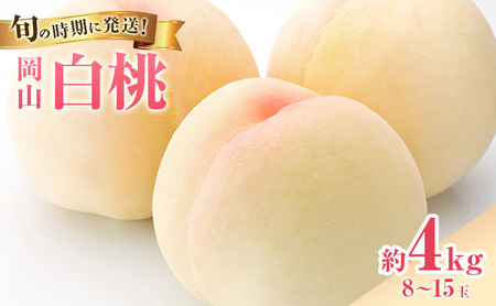[2026年先行受付] 白桃 岡山 秀品 大玉 約4kg(8〜15玉) 岡山県産 桃 もも モモ 御中元 ギフト 御礼 プレゼント 御礼 御祝 御供 果物 くだもの フルーツ