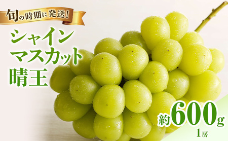 [2026年先行受付] シャインマスカット 晴王 秀品 約600g 1房 岡山県産 ぶどう 葡萄 ブドウ 御中元 ギフト 御礼 プレゼント 御礼 御祝 御供 果物 くだもの フルーツ