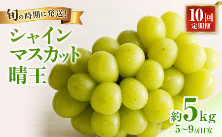 [2026年先行受付] シャインマスカット 晴王 10回 定期便 秀品 大房 岡山県産 ぶどう ギフト 御礼 プレゼント 御礼 御祝 御供 果物 くだもの フルーツ