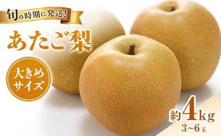 [2026年先行受付] 梨 あたご梨 秀品 約4kg(3〜6玉) 岡山名産 日本一大きな梨 なし ナシ お歳暮 ギフト 御礼 プレゼント 御礼 御祝 御供 果物 くだもの フルーツ