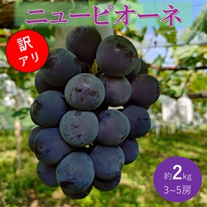 ぶどう 先行予約 訳あり ピオーネ 約2kg(3〜5房) ブドウ 葡萄 岡山県産 国産 フルーツ 果物