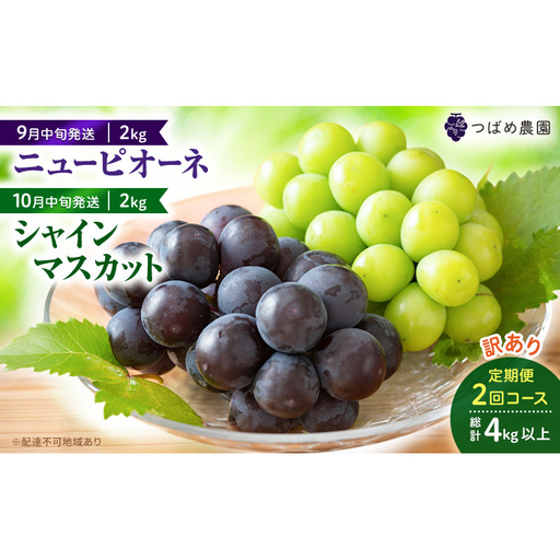 2026年 ぶどう 訳あり よくばり定期便 9月と10月の2回コース 総計 4kg [1回目ニューピオーネ 2kg 9月中旬発送] [2回目シャインマスカット 2kg 10月中旬発送] 岡山県高梁市産 9月10月各月発送 数量限定