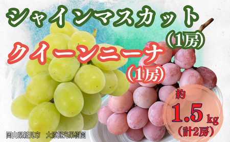 大原観光果樹園 シャインマスカット1房とクイーンニーナ1房(計2房) 約1.5kg [先行予約 10月中旬から順次発送]