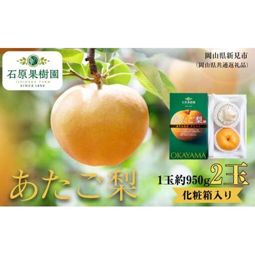 あたご梨 2玉 贈答 化粧箱 赤秀 約950g玉【先行予約 2026年11月中旬から順次発送】