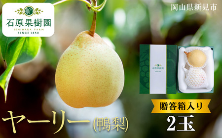 ヤーリー (鴨梨) 2玉 贈答箱[先行予約 2025年11月中旬から順次発送]