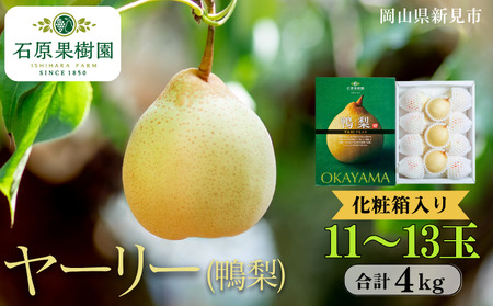ヤーリー (鴨梨) 11〜13玉 約4kg 化粧箱[先行予約 2025年11月中旬から順次発送]
