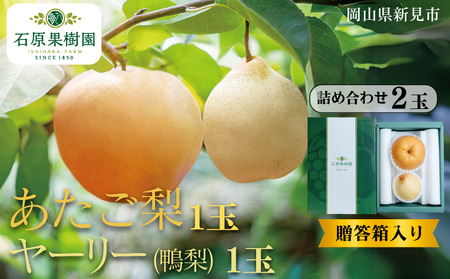 あたご梨1玉 ヤーリー (鴨梨) 1玉 詰め合わせ 2玉 贈答箱[先行予約 2025年11月中旬から順次発送]