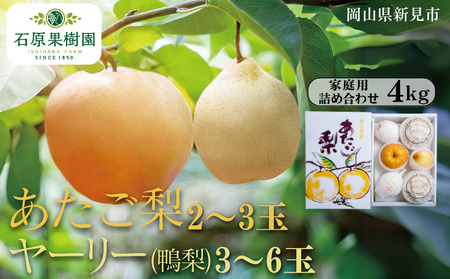 2`3 [[ () 3`6 lߍ킹 4kg ƒpys\ 2025N11{珇z