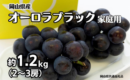 ご家庭用 オーロラブラック 2〜3房 合計約1.2kg [先行予約 2026年8月下旬から順次発送]