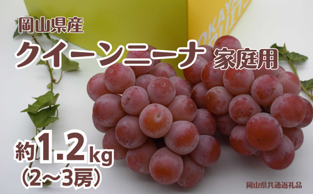 ご家庭用 クイーンニーナ 2〜3房 合計約1.2kg [先行予約 2026年9月中旬から順次発送]